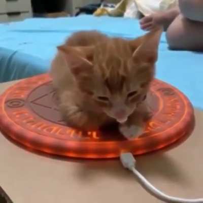 Summoning the powerful kitty spirit