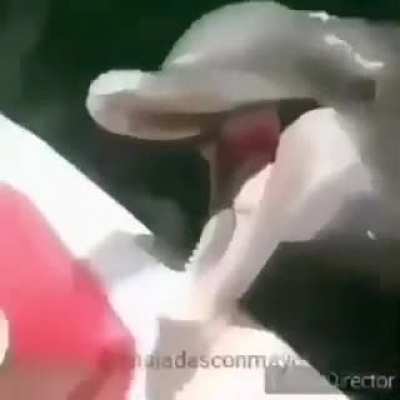HUEVITO REY ESTA PREEESOOOOO