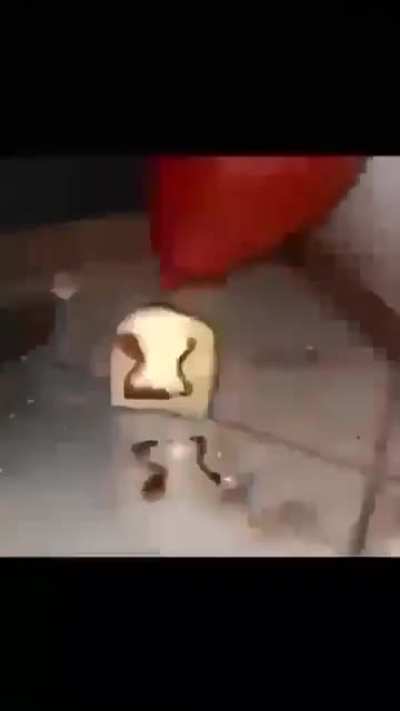 Bread