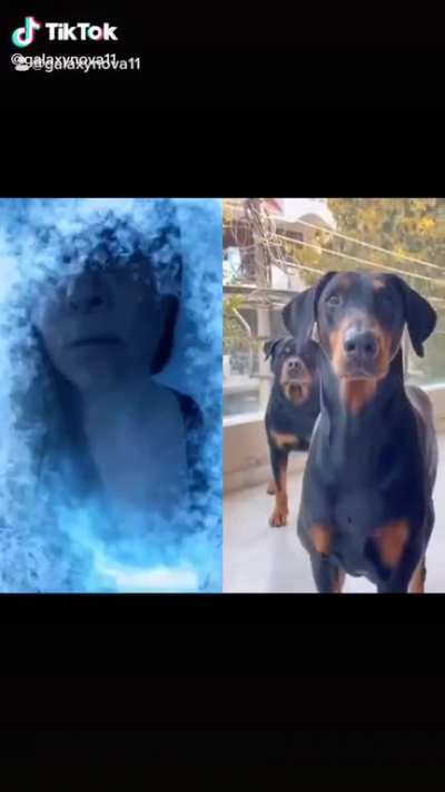 Dogs