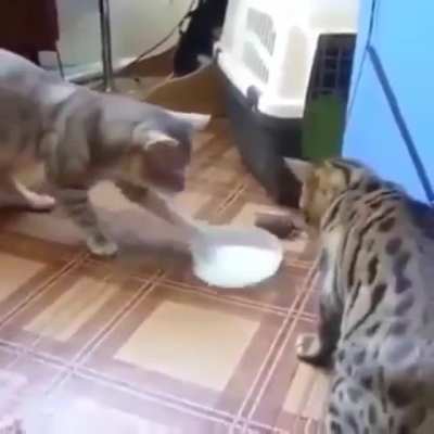 Cats sharing