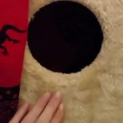 Hitcat protecting her cave