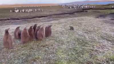 A curious encounter when a group of baby penguins see a domestic cat for the first time