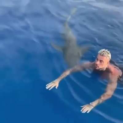 Shark Attack