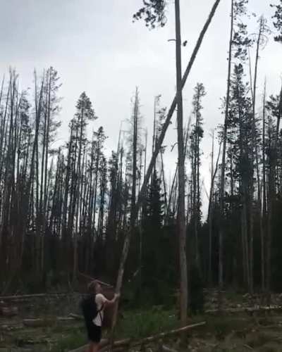 the tree won