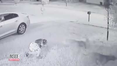 Neighbors step in to save elderly man being mauled by pitbulls in broad daylight.