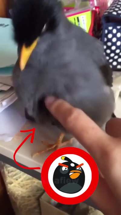 Angry birds Bomb.