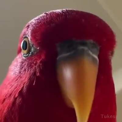 bird be like