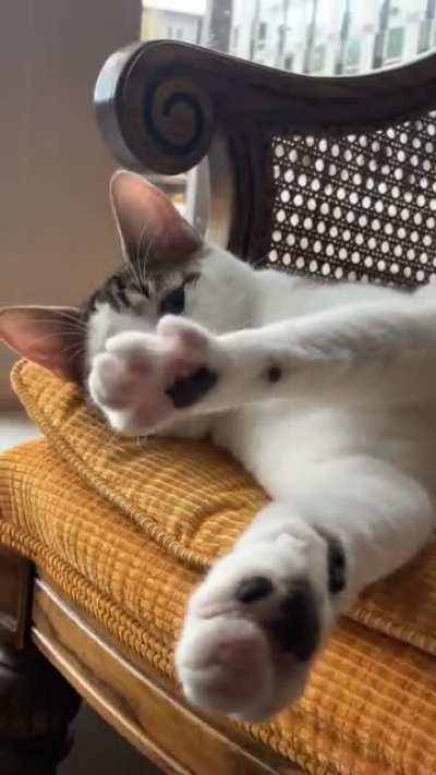 Cozy morning toe beans