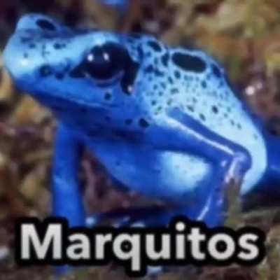 Marquitos