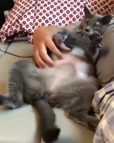 Chonker getting Belly rubs