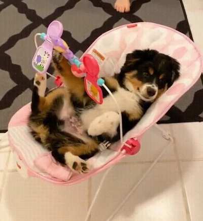Adorable Aussie puppy plays in rocking cradle like a human baby 😂👶