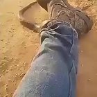 guy gets a tiger snake up his pants