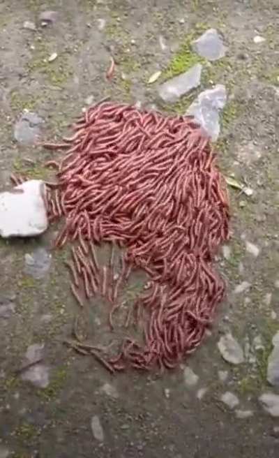 🔥 Ground Beef escaping the restaurant 🔥
