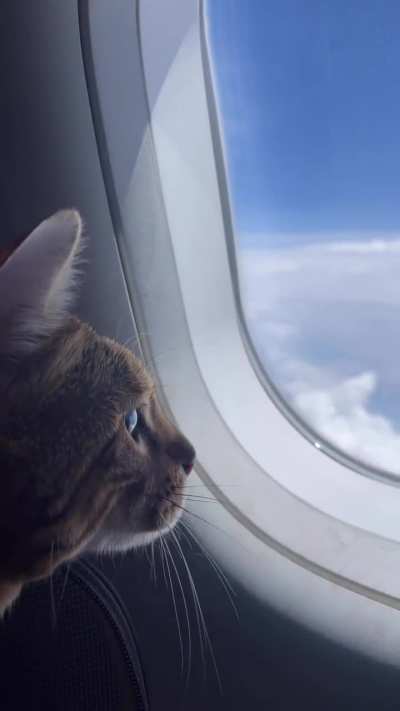 Just enjoying the view