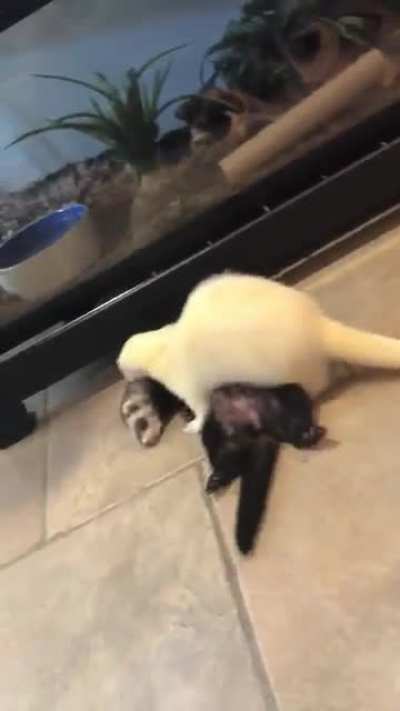 Just let me sleeep