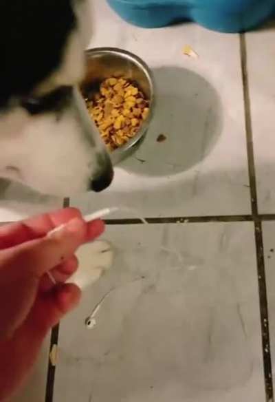 Tik Tok guy underestimate his dog patience.