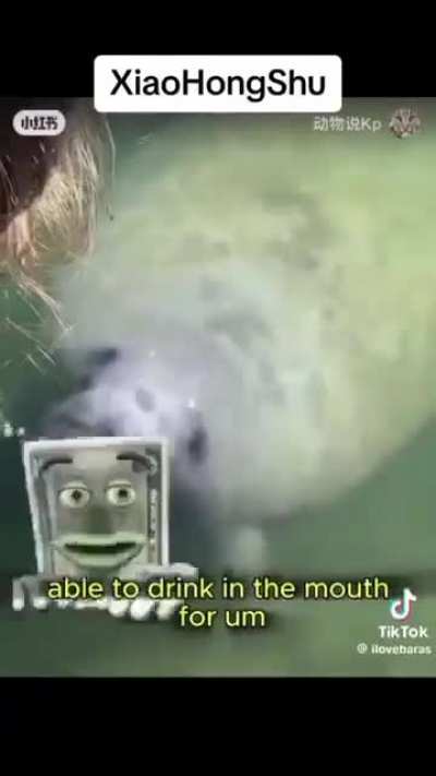 Clammy manatee 