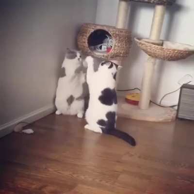Gruesome cat battle