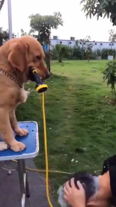Golden Shower Retriever