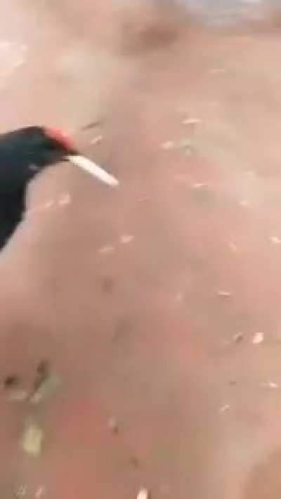 alla