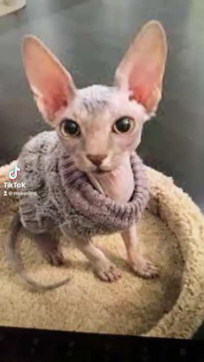 When You Look Just Like Your Pet