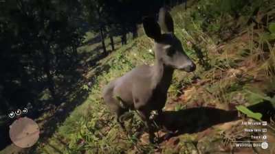 This deer let me walk right up and pet it
