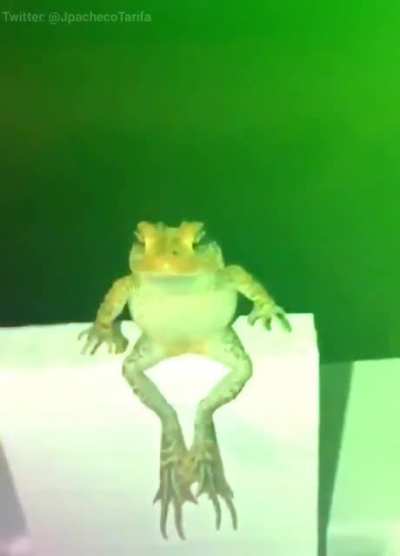 Peppo flip