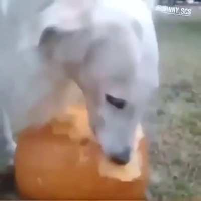 Perro speedrun