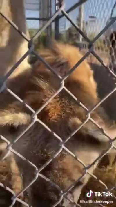 Posting Yeen pics or videos every day until I get to pet one Day 410 super cute laughs