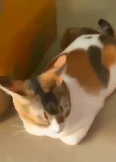 startled deli cat