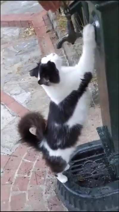 Outdoor cat politely requests a little water. And the human delivers like a true bro.