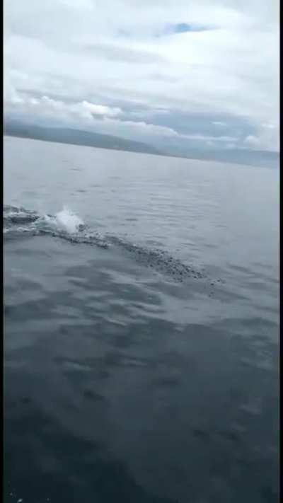 Dolphins in the Firth of Clyde yesterday.