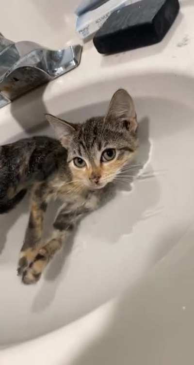 Enjoying in the sink! Deserve Upvote