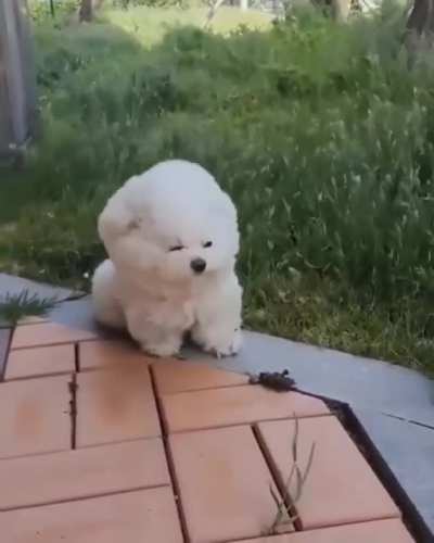 Ich hatte Windhunde irgendwie anders in Erinnerung
