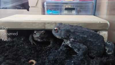 Frog Commentary