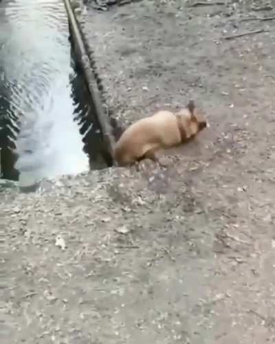 Well, a derp.