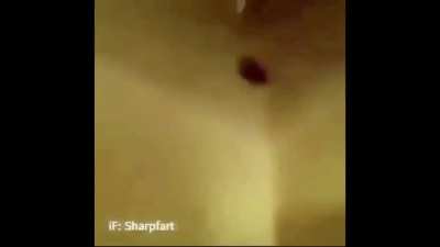 Video I found on twitter lolll.