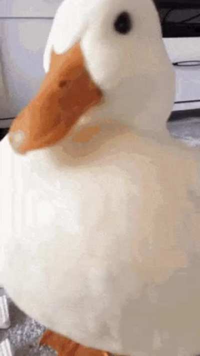 Ürdek