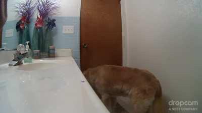 Here's how 12 year old Gusto copes with fireworks and thunderstorms. He shuts himself in the bathroom and turns on the overhead fan for white noise. Here it is, finally captured on video.