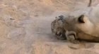 Play time with mommy! *tiny roar*