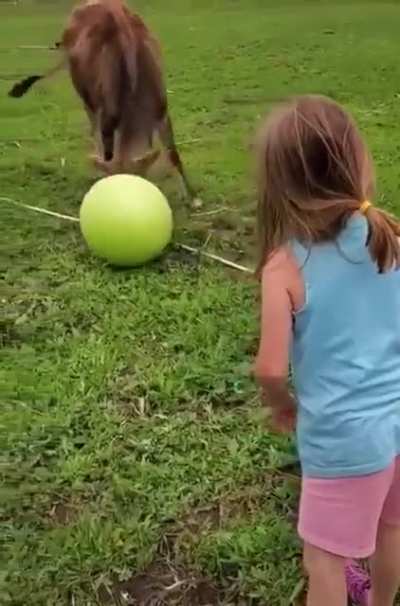 Playing ball with a cow