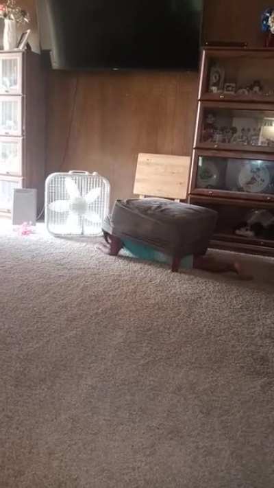Enormous turtle found in Texas suburbs.