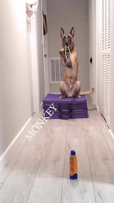 Weaponized dog