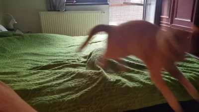 Budzik's brother, Jack, auditions for the part of greeble in a new film titled: 'And we tore this apartment up!'