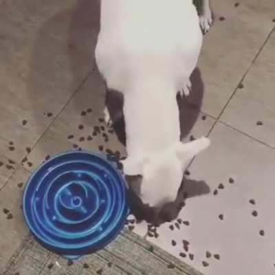 Dog's reaction to a 