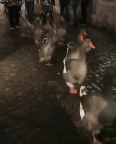 Aw duck parade
