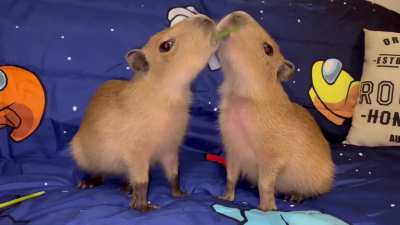 Day 345 of posting capybara videos to r/forsen