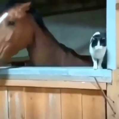 Nice horse