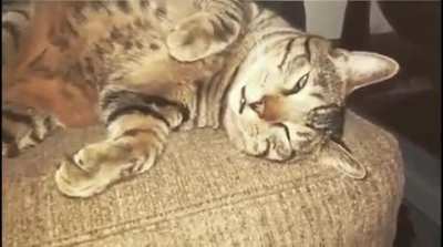 He wasn’t the center of attention for 5 minutes so he decided to play dead. Committed to the role, he never breaks character….even when the close up shows his eyes dilate. “And the Oscar goes to..”